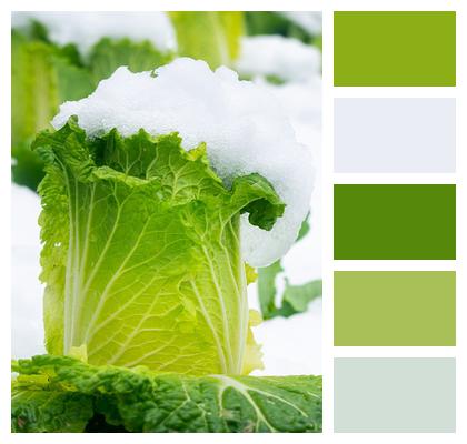 Nature Chinese Cabbage Snow Image
